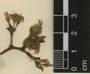 Anacardium occidentale L., Mexico, E. Matuda 17458, F